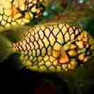 Ne Pineapple Fish (Cleidopus Gloriamaris) 101226589 Nantawat Chotsuwan