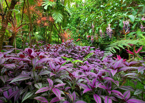 Species Diversity Colourful, Lush, Diverse Tropical Rainforest, Big Ilsand Hawaii 56252362 Photoinnovation