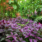 Species Diversity Colourful, Lush, Diverse Tropical Rainforest, Big Ilsand Hawaii 56252362 Photoinnovation