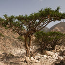 Unccd Frankincense Tree Dhofar Mountain, Oman Maroš Markovic