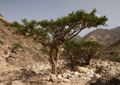 Unccd Frankincense Tree Dhofar Mountain, Oman Maroš Markovic