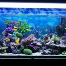 Wildlife Trade Aquarium Coral Reef 70318738 Dobermaraner