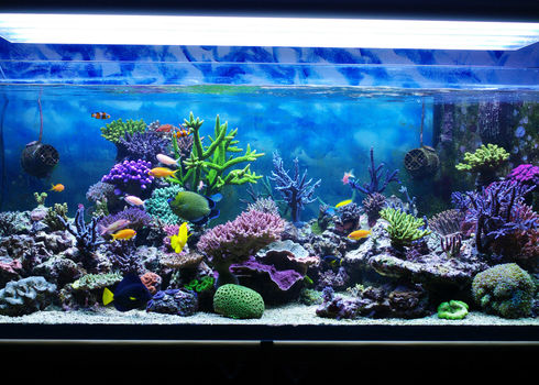 Wildlife Trade Aquarium Coral Reef 70318738 Dobermaraner