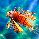 Ais Lion Fish Vudhikrai