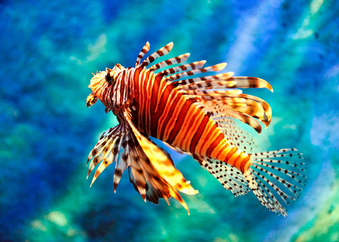 Ais Lion Fish Vudhikrai