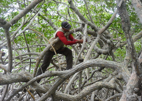 Scientist In Mangroves, Utila, Honduras