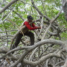 Scientist In Mangroves, Utila, Honduras