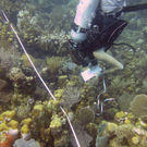 Marine Biologist Collecting Data, Utila, Honduras