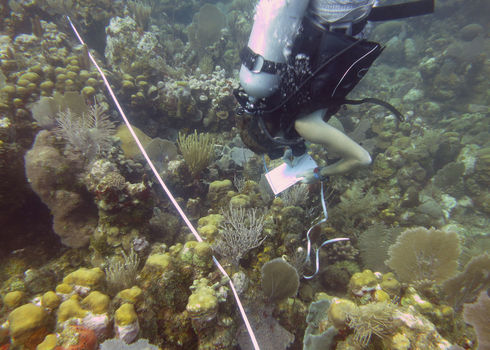 Marine Biologist Collecting Data, Utila, Honduras