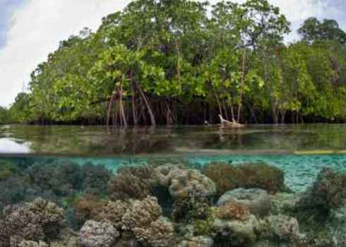 Connectivity Mangrove And Coral Connectivity Ethan Daniels