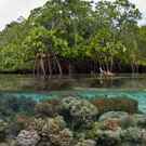 Connectivity Mangrove And Coral Connectivity Ethan Daniels