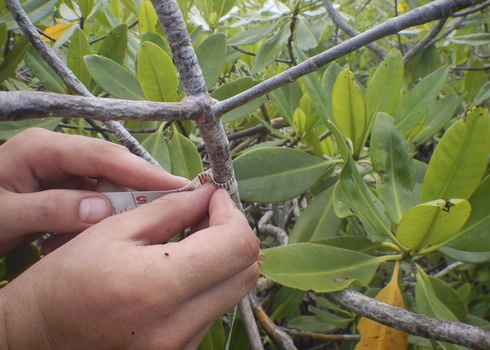 Indicator definition | Biodiversity A-Z