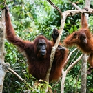 Hcv As Female Orangutan With The Kid In Branches Of Trees. Indonesia.Borneo 59755363 Sergey Uryadnikov