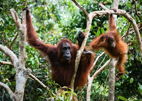 Hcv As Female Orangutan With The Kid In Branches Of Trees. Indonesia.Borneo 59755363 Sergey Uryadnikov