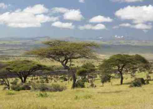 Privae P As Mount Kenya And Lone Acacia Tree At Lewa Conservancy, Kenya 176230328 Spirit Of America