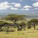 Privae P As Mount Kenya And Lone Acacia Tree At Lewa Conservancy, Kenya 176230328 Spirit Of America