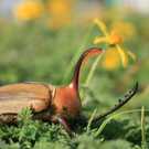 Megadiversity Countries Rhinoceros Beetle Ecuador Rob Hamm