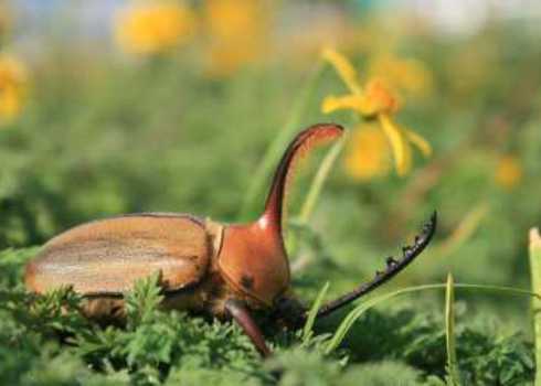 Megadiversity Countries Rhinoceros Beetle Ecuador Rob Hamm