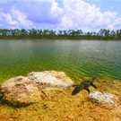 Iucn Ib American Alligator Rests In A Clear Pond At The Everglades  75434200 Jason Patrick Ross