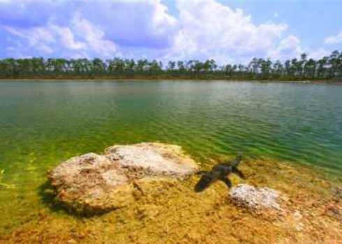 Iucn Ib American Alligator Rests In A Clear Pond At The Everglades  75434200 Jason Patrick Ross