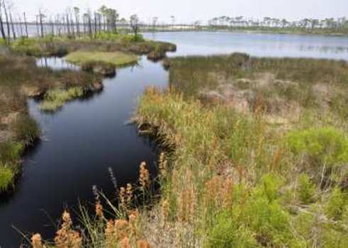 Iucn Iv Bon Secour National Wildlife Refuge Gulf Shores, Alabama Danny E Hooks