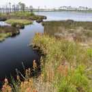 Iucn Iv Bon Secour National Wildlife Refuge Gulf Shores, Alabama Danny E Hooks