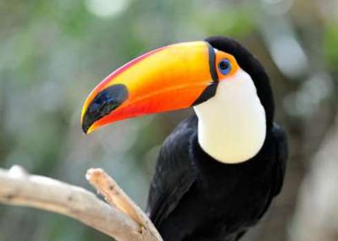 Morphology Toucan Ramphastos Toco Mircea Bezergheanu