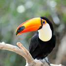 Morphology Toucan Ramphastos Toco Mircea Bezergheanu