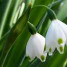 Phenology Green Snowdrop Flower Akulova