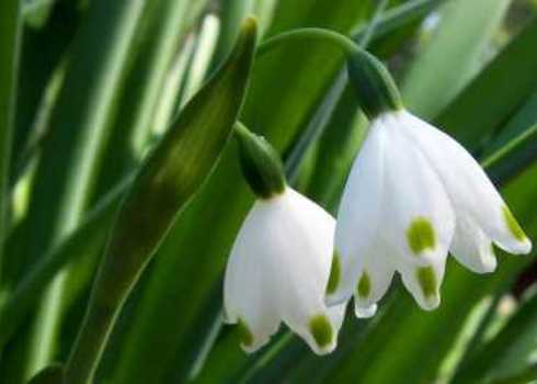 Phenology Green Snowdrop Flower Akulova