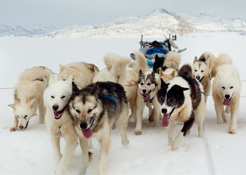 Dogs On Sea Ice Greenland Px