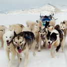 Dogs On Sea Ice Greenland Px