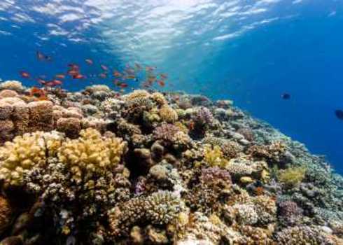 Biodiversity A Thriving Coral Reef Richard Whitcombe