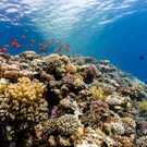 Biodiversity A Thriving Coral Reef Richard Whitcombe
