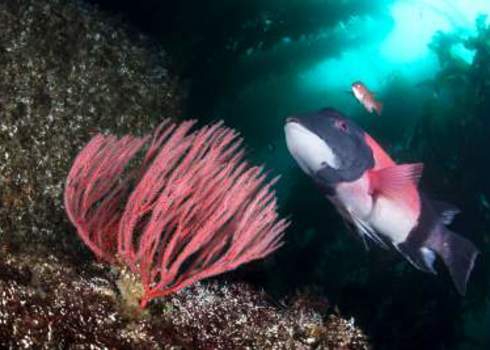 Community California Sheepshead Fish Gorgonian Sea Fan Kelp Forest Joe Belanger