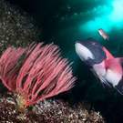 Community California Sheepshead Fish Gorgonian Sea Fan Kelp Forest Joe Belanger