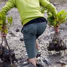 Biodiversity Offsets Mangrove Replanting, Satun, Thailand 97813259 Stephane Bidouze