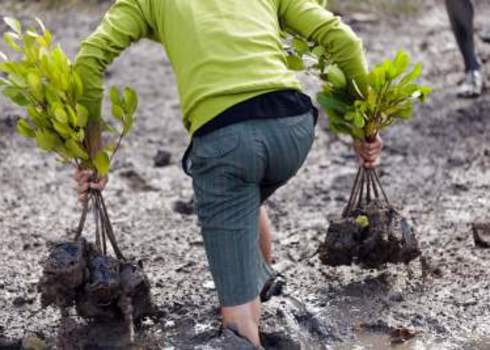 Biodiversity Offsets Mangrove Replanting, Satun, Thailand 97813259 Stephane Bidouze