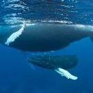 Migratory Humpback Whale (Megaptera Novaeangliae) 125700977 Ethan Daniels