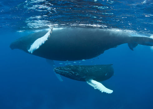 Migratory Humpback Whale (Megaptera Novaeangliae) 125700977 Ethan Daniels