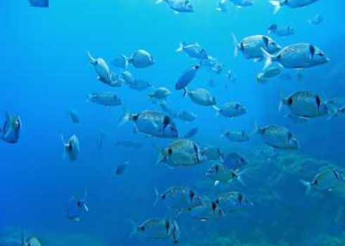 Spami School Of Fish Two Banded Seabream, Medes Islands, Mediterranean Sea, Costa Brava, Catalonia, Spain 74101693 Vilainecrevette