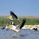 Biotope White Pelicans Pelecanus Onocrotalus Mircea Bezergheanu