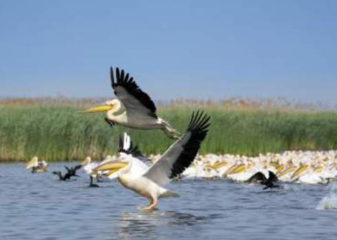 Biotope White Pelicans Pelecanus Onocrotalus Mircea Bezergheanu