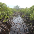 Peat Accumulation In Mangroves, Utila, Honduras