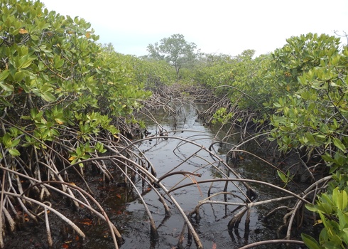 Peat Accumulation In Mangroves, Utila, Honduras