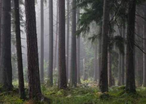 Forest Bialowieza National Park 75756214 Aleksander Bolbot