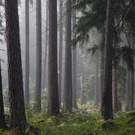 Forest Bialowieza National Park 75756214 Aleksander Bolbot