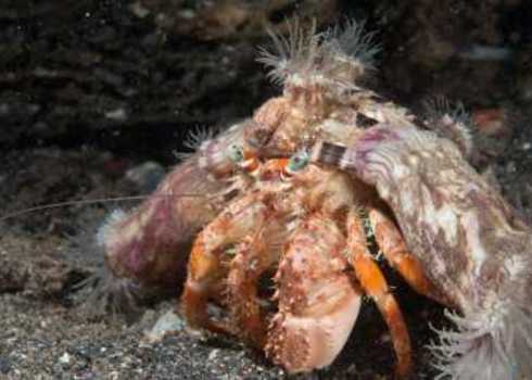 Benthic Anemone Hermit Crab Dardanus Pedunculatus Sulawesi, Indonesia Faup