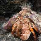 Benthic Anemone Hermit Crab Dardanus Pedunculatus Sulawesi, Indonesia Faup