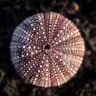 Carbon Sequestration Purple Sea Urchin (Strongylocentrotus Purpuratus) California Ethan Daniels